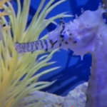 Ways to Feed Seahorses